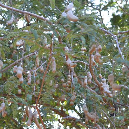 A super fruta para um organismo saudável